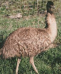 EMU - The Real Deal